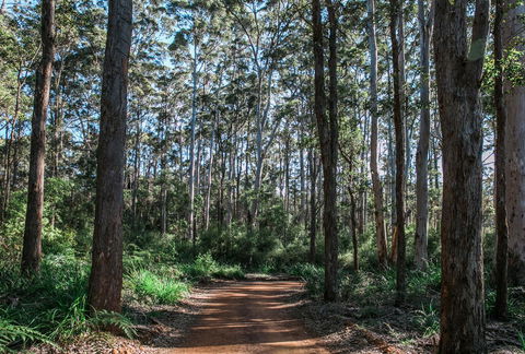 The Floating Forest - Accommodation Yamba 37
