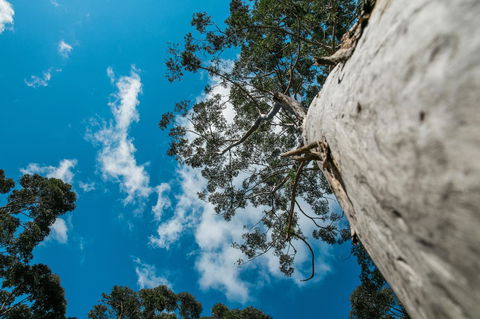 The Floating Forest - Accommodation Yamba 36