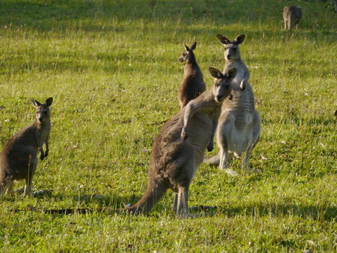 Dungowan Holiday Accommodation - Accommodation Yamba 27