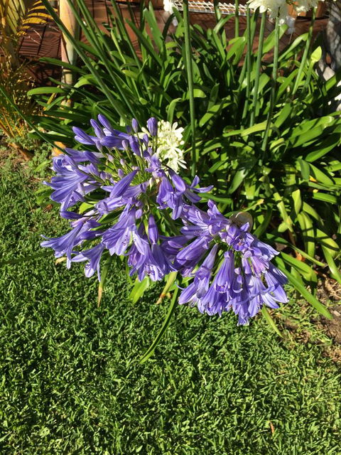 Bella Bali Gardens - Accommodation Yamba 21