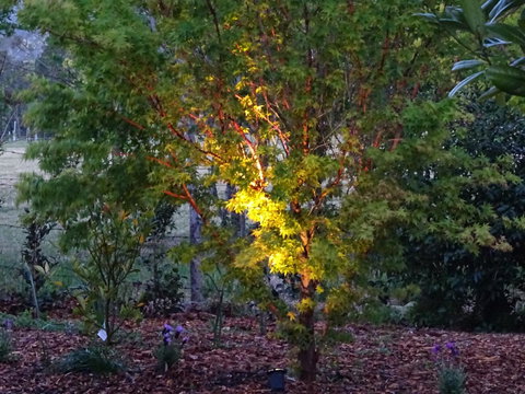 Romanz In The Valley (Luxury B&B) - Accommodation Yamba 30