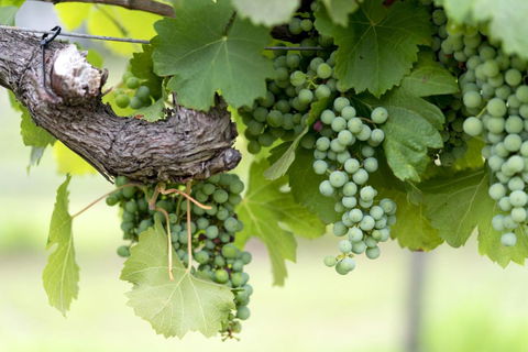 Thistle Hill Guesthouse - Walk To Many Wineries And Restaurants - Accommodation Yamba 44
