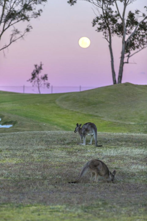 Oaks Cypress Lakes Resort - Accommodation Yamba 28