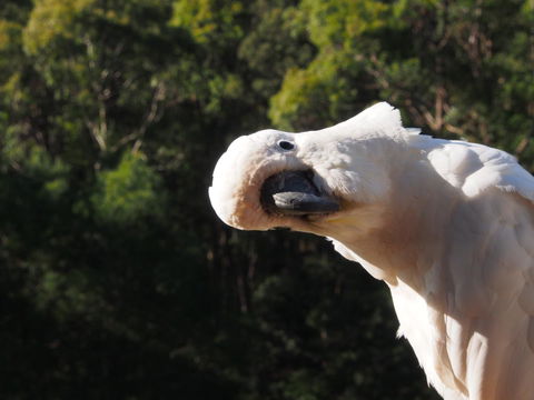 Bundle Hill Cottages - Accommodation Yamba 1