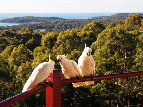 Bundle Hill Cottages - Accommodation Yamba 2