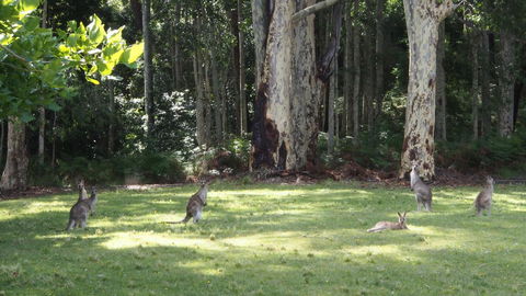 Bundle Hill Cottages - Accommodation Yamba 15