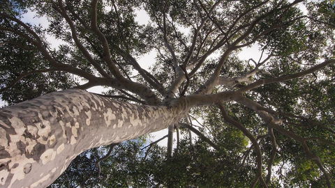 Bundle Hill Cottages - Accommodation Yamba 20