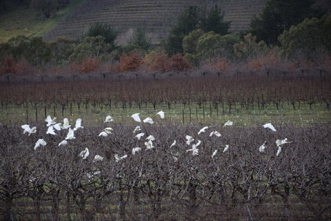 Borrodell Vineyard - Accommodation Yamba 32