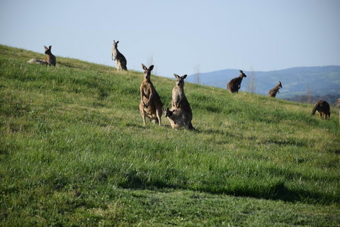 Borrodell Vineyard - Accommodation Yamba 33