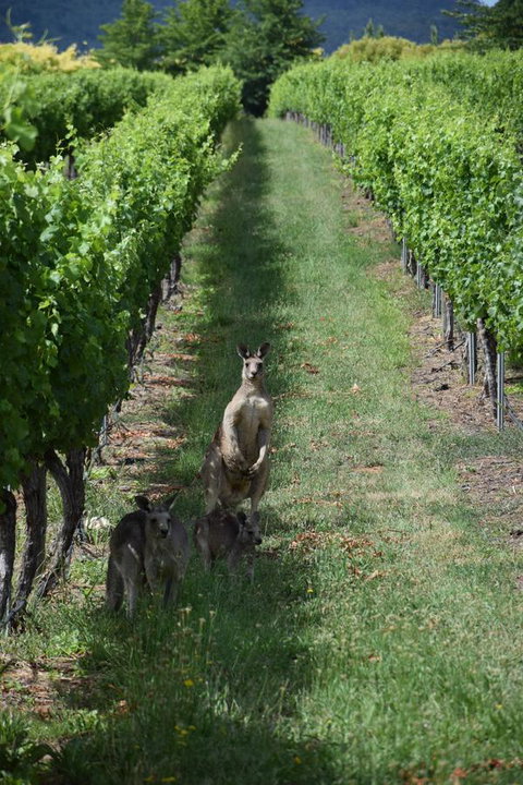 Borrodell Vineyard - Accommodation Yamba 31
