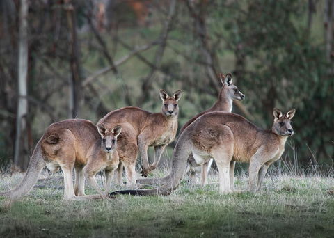 Pound Creek Gallery - Accommodation Yamba 25