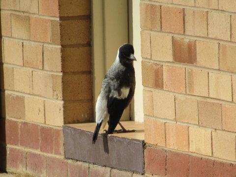 Allonville Gardens Motel - Accommodation Yamba 34