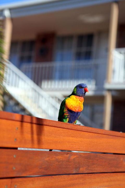 Summerhill Motor Inn - Accommodation Yamba 30