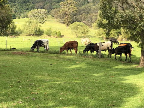 Arcadia - The Barn Cottage & Rosehill Cottage - Accommodation Yamba 26