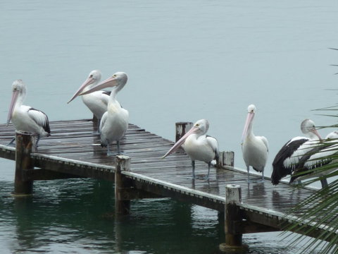 Pelican H2O One & Two Bedroom Apartments - Accommodation Yamba 6