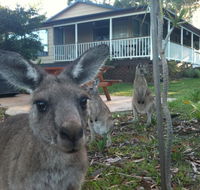 Bush  Bay Cottage - Accommodation Yamba