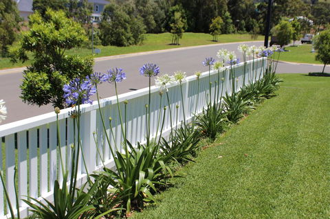 Red Waratah - Accommodation Yamba 2