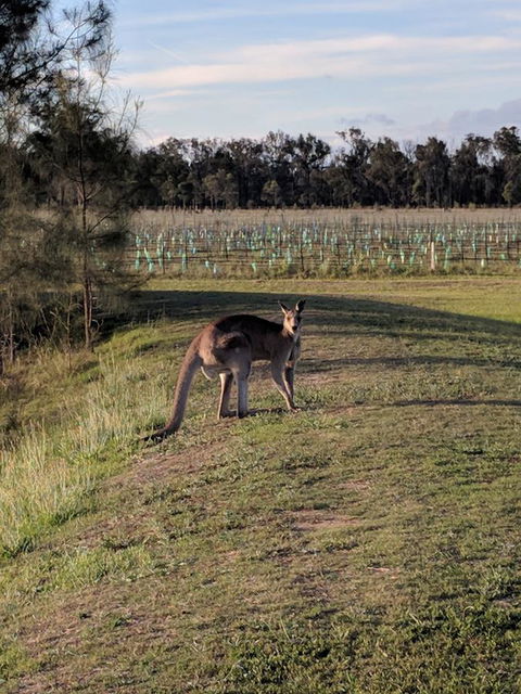 Madigan Wine Country Cottages - Accommodation Yamba 7