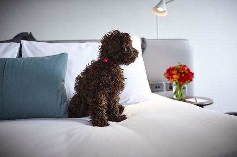 Hotel Indigo Sydney Potts Point, An IHG Hotel - Accommodation Yamba 28