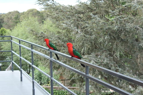 Bundanoon Lodge - Accommodation Yamba 7