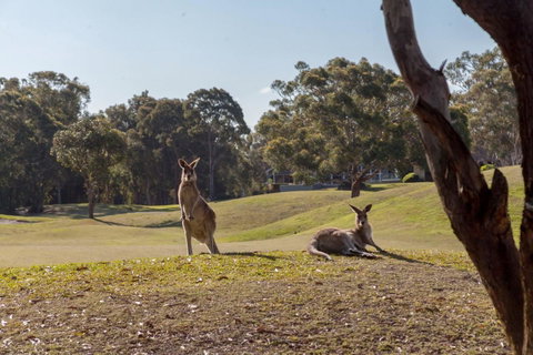 Horizons Retreat & Golf, Villa 133 - Accommodation Yamba 18