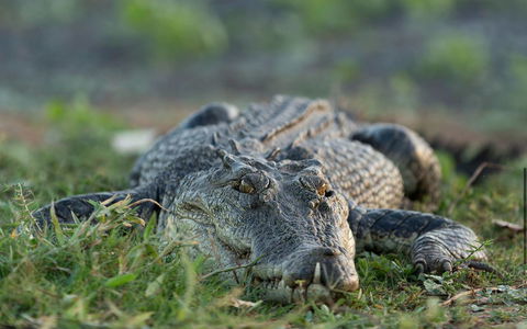 Wildman Wilderness Lodge - Accommodation Yamba 24