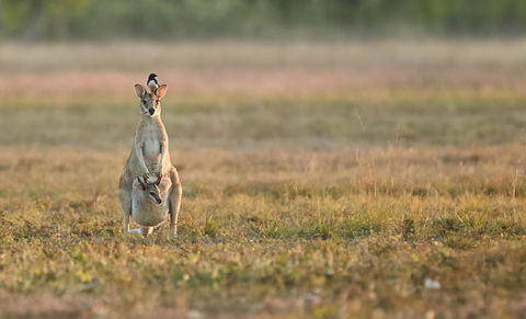 Wildman Wilderness Lodge - Accommodation Yamba 25
