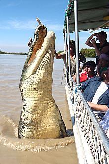 Kakadu @ The Kube (Darwin City) - Accommodation Yamba 3