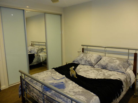 Rock Wallaby - Accommodation Yamba 14