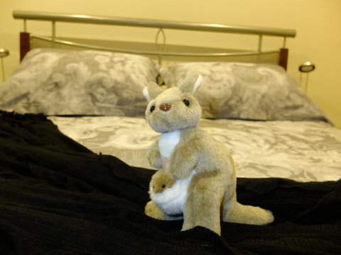 Rock Wallaby - Accommodation Yamba 17