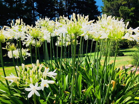 Carawah Ridge - Accommodation Yamba 1