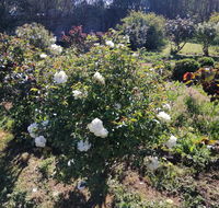 Carisbrook Country Retreat Motel - Accommodation Yamba