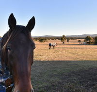 Clydesdale Cottage on Talga with real Clydesdale Horses - Accommodation Yamba