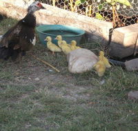 Corella Creek Country Farm Stay - Accommodation Yamba