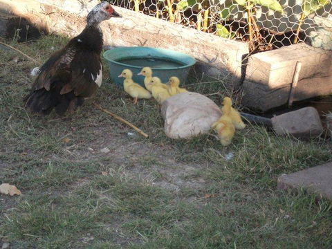 Corella Creek Country Farm Stay - Accommodation Yamba 0