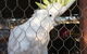 Corella Creek Country Farm Stay - thumb 3