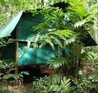 Daintree Crocodylus - Accommodation Yamba