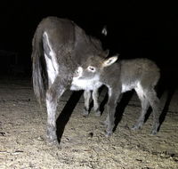 Donkey Tales Farm Cottages - Accommodation Yamba