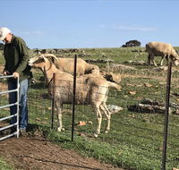 Gilgraves Vineyard Farmstay - Accommodation Yamba