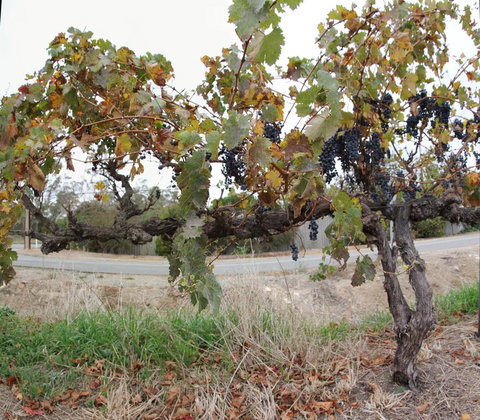 Horrocks Road Lodge - Accommodation Yamba 3