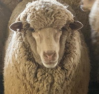 Mascot Cottage - Pet Friendly and Complimentary Breakfast Hamper - Accommodation Yamba