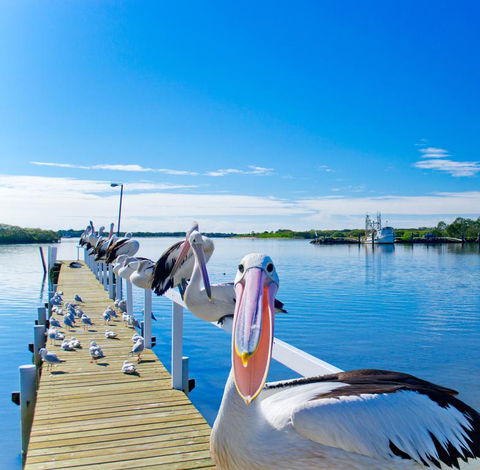 Moby Dick Waterfront Resort Motel - Accommodation Yamba 0