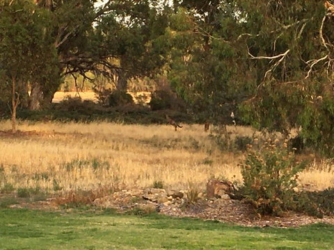 Murrord Wetlands - Accommodation Yamba 3