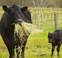Naimanya Cottage - Accommodation Yamba