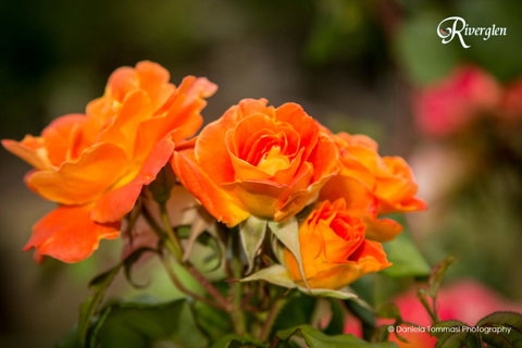 Riverglen Chalets - Accommodation Yamba 39