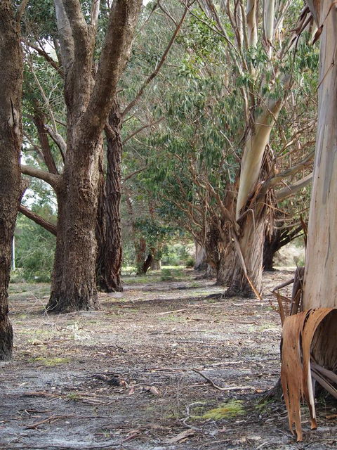 Riverside Retreat Chalets, Walpole - Accommodation Yamba 16