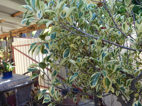 The Blacksmiths Cottage - Accommodation Yamba 21