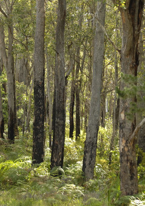 Margarets Forest - Accommodation Yamba 36