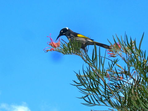 Bridgetown Valley Lodge - Accommodation Yamba 42