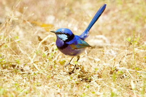 Yelverton Brook Conservation Sanctuary - Accommodation Yamba 23